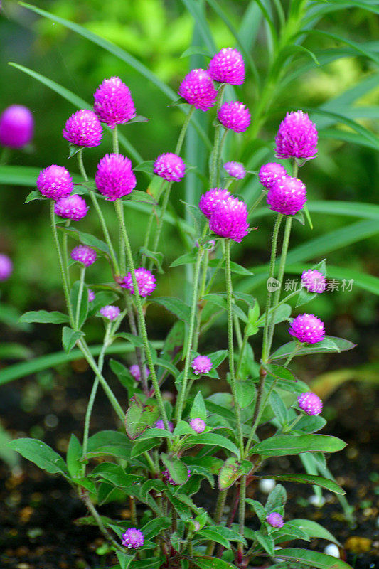 Gomphrena globosa /球形苋菜花